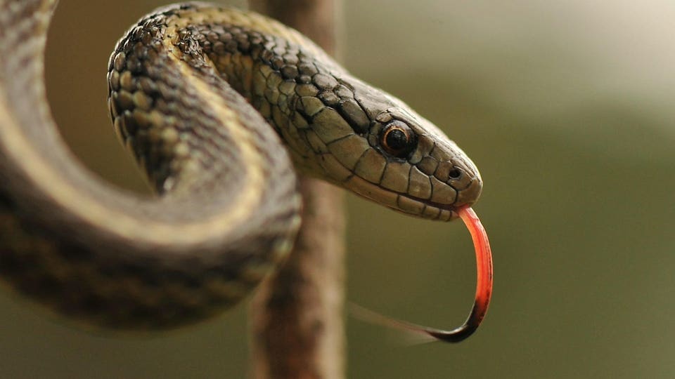 Northwestern garter snake