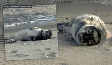 Grey seal caught napping at the Jersey Shore – NBC10 Philadelphia