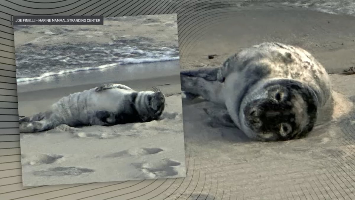 Grey seal caught napping at the Jersey Shore – NBC10 Philadelphia