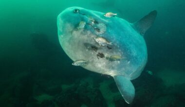 Changing the image of the strange Mola mola fish – NBC Bay Area