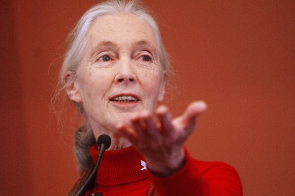 Primatologist Jane Goodall addresses a Harvard Law School symposium, "The Evolving Legal Status of Chimpanzees," in Cambridge, Mass., Sept. 30, 2002. (AP Photo/Chitose Suzuki, File)