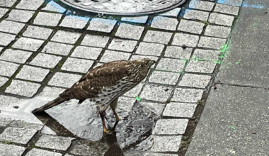 Today* in Hawks*** around Town – 14th and Florida!