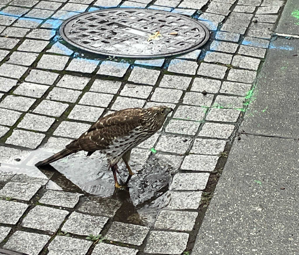 Today* in Hawks*** around Town – 14th and Florida!