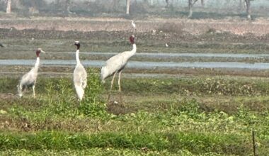 Keshopur wetland, a testament to nature’s resilience