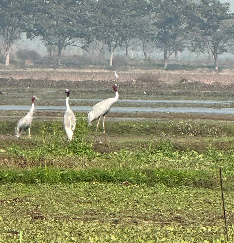 Keshopur wetland, a testament to nature’s resilience