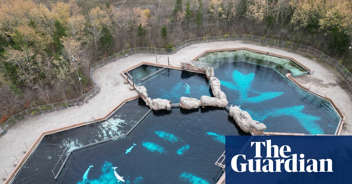 Canada aquarium that threatened to kill its whales wants to sell them to US | Canada