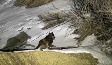 Colorado won't release new wolves this year, officials say