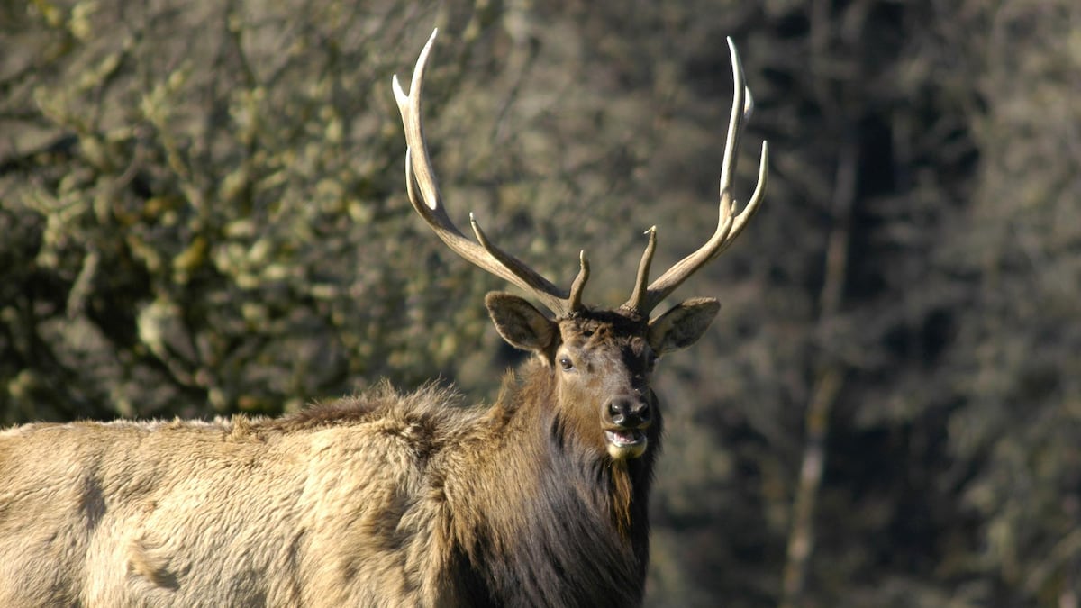 Oregon’s elk show genetic fortitude against a fast-moving and deadly disease