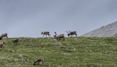 Porcupine Caribou Herd, in Alaska oil debate spotlight, drops in population