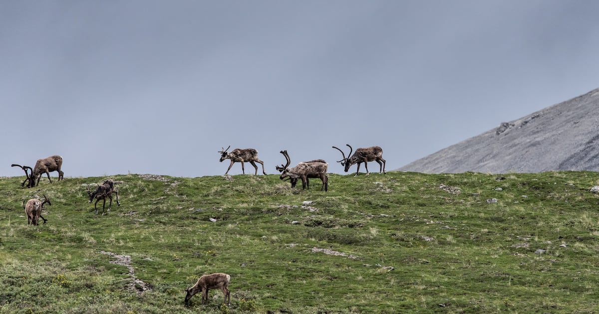 Porcupine Caribou Herd, in Alaska oil debate spotlight, drops in population