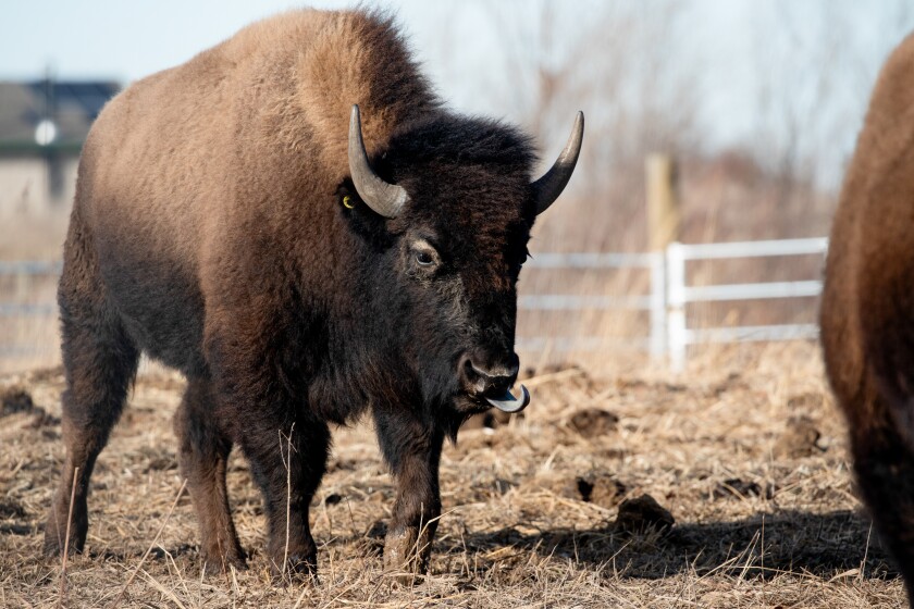 A bison sticks out its tongue at Burlington Prairie Preserve in Sycamore, Ill.