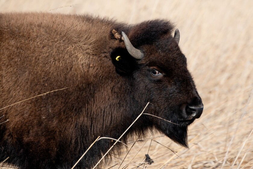 A bison stands still at Burlington Prairie Preserve in Sycamore, Ill., Tuesday, Jan. 13, 2026.