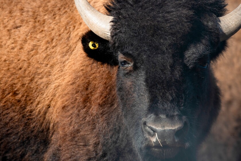 A bison stands still at Burlington Prairie Preserve in Sycamore, Ill.