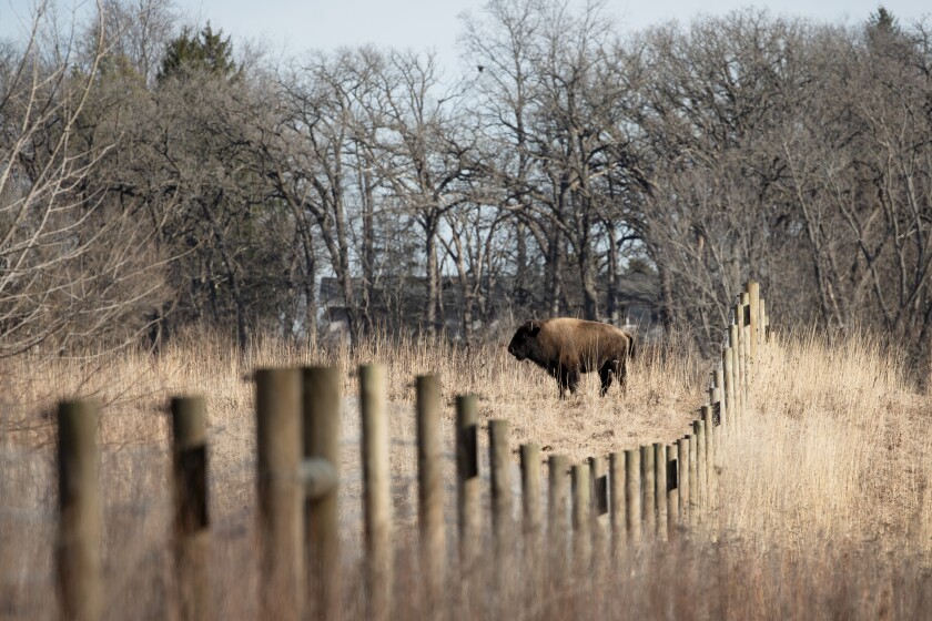 A bison at Burlington Prairie Preserve in Sycamore, Ill.