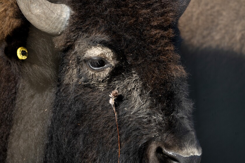 A plant touches a bison’s face at Burlington Prairie Preserve in Sycamore, Ill., Tuesday, Jan. 13, 2026.