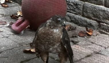 “A Cooper Hawk’s story” - PoPville