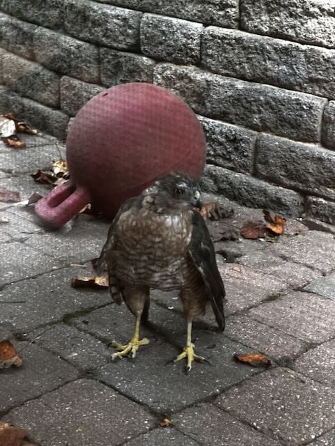 “A Cooper Hawk’s story” - PoPville