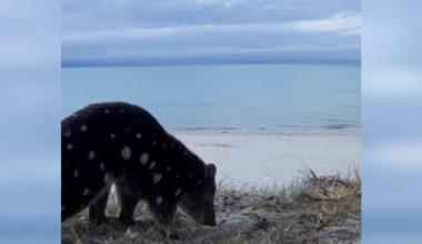 Woman Recording Her Swim Accidentally Captures Video Of Extremely Rare Animal