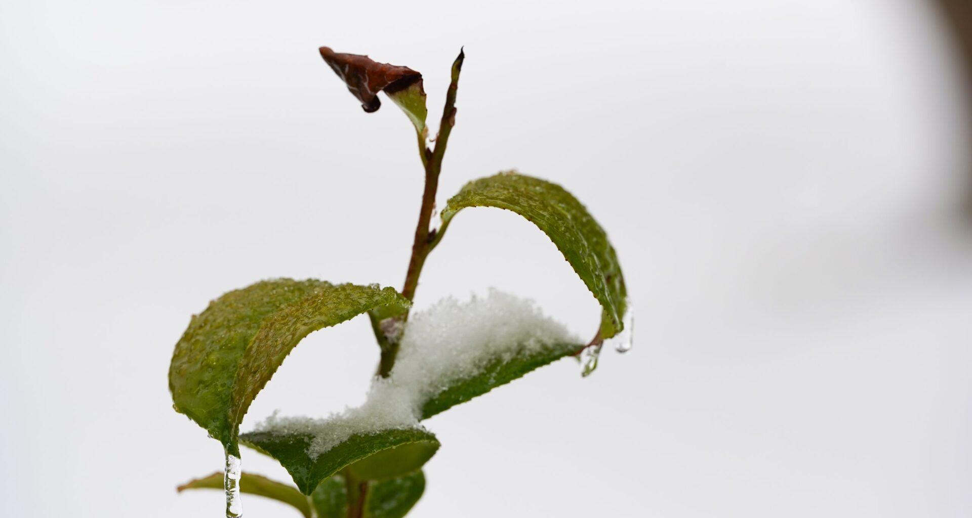 Ice storm final countdown: What you should do right now to prepare
