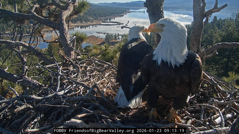 Two adult bald eagles are perched in a nest of twigs in a tall tree overlooking a large lake and mountain region. The lake is reflecting scattered white clouds in the sky. The eagles' faces are angled towards each other as if their beaks are touching.