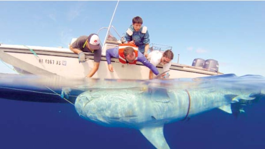 Hawai'i Institute of Marine Biology researchers tag a shark by boat.