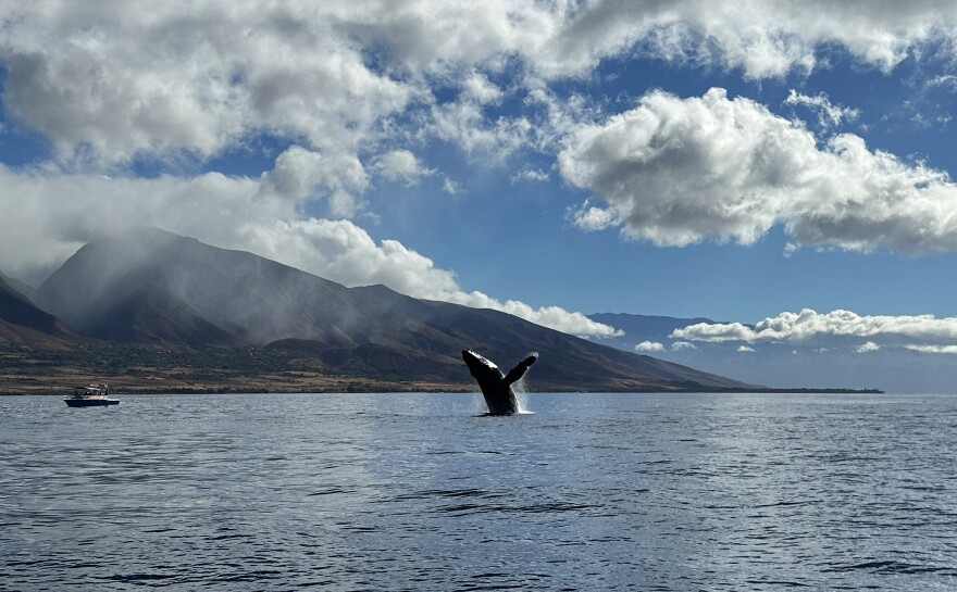 A humpback whale breaches off West Maui's coastline.