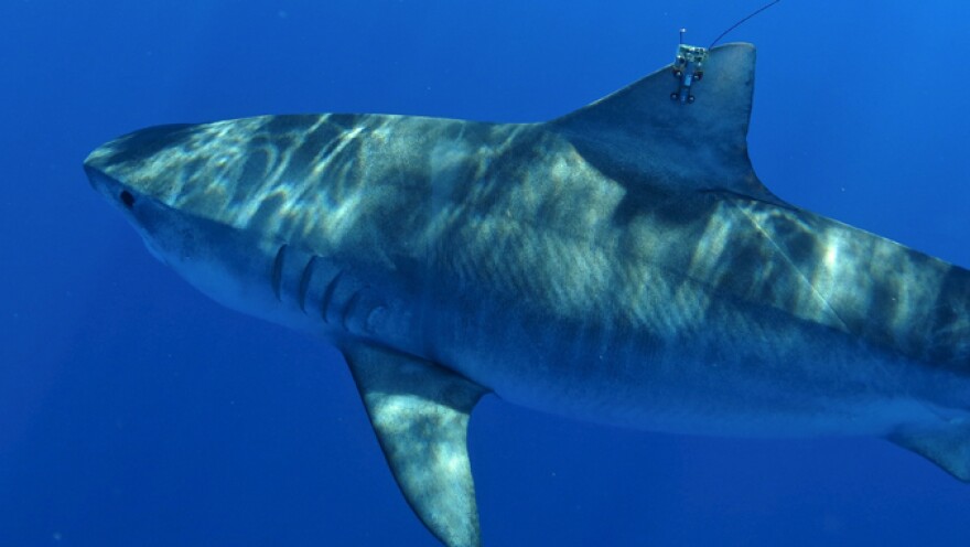 A Hawaiʻi Institute of Marine Biology-tagged shark near the islands.