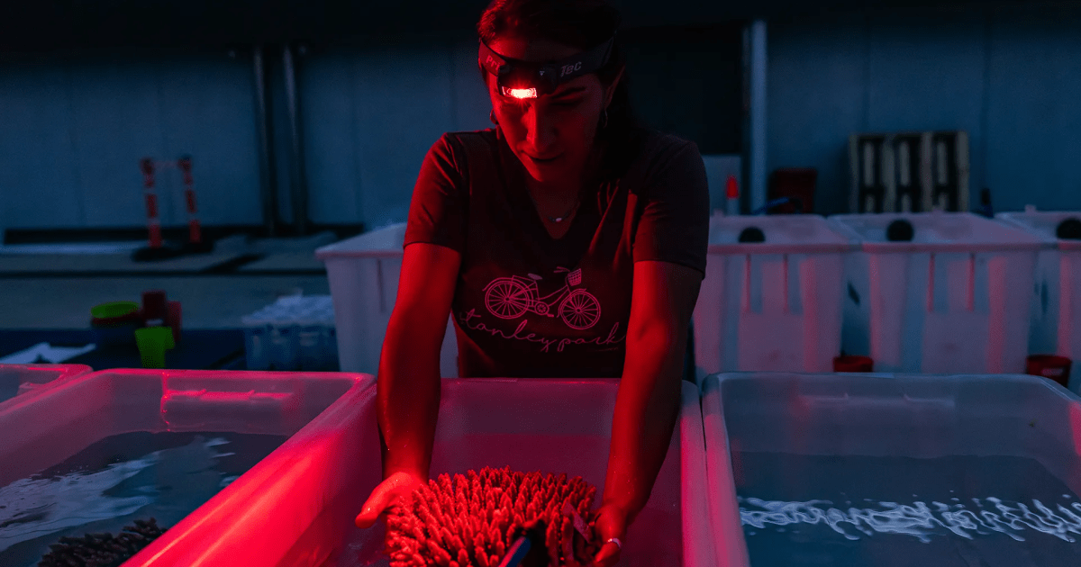 Inside the Largest Effort Ever to Save the Great Barrier Reef – Mother Jones