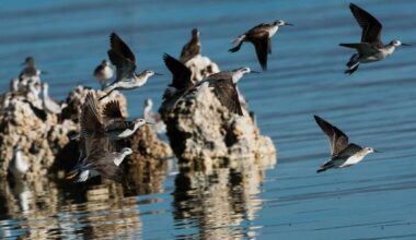 This Great Salt Lake shorebird is one step closer to endangered protections