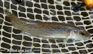 Fish species found only in Alabama moves closer to endangered status
