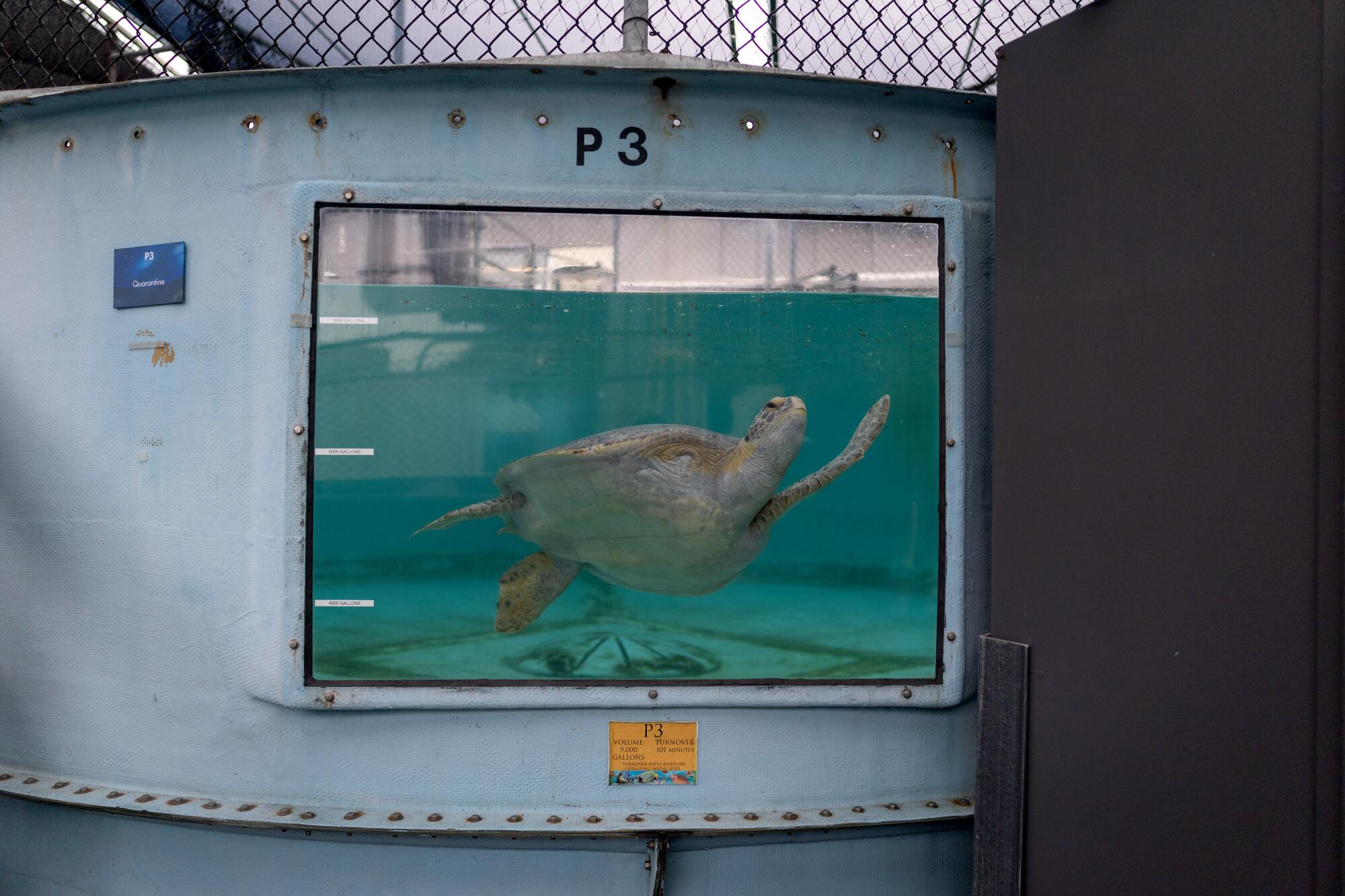 Porkchop swims near a viewing window in a tank at the Aquarium of the Pacific. 