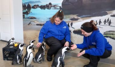 Long Island freeze even too much for penguins at Riverhead aquarium