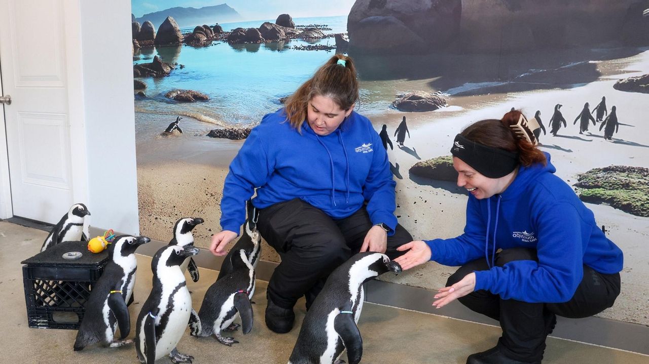 Long Island freeze even too much for penguins at Riverhead aquarium