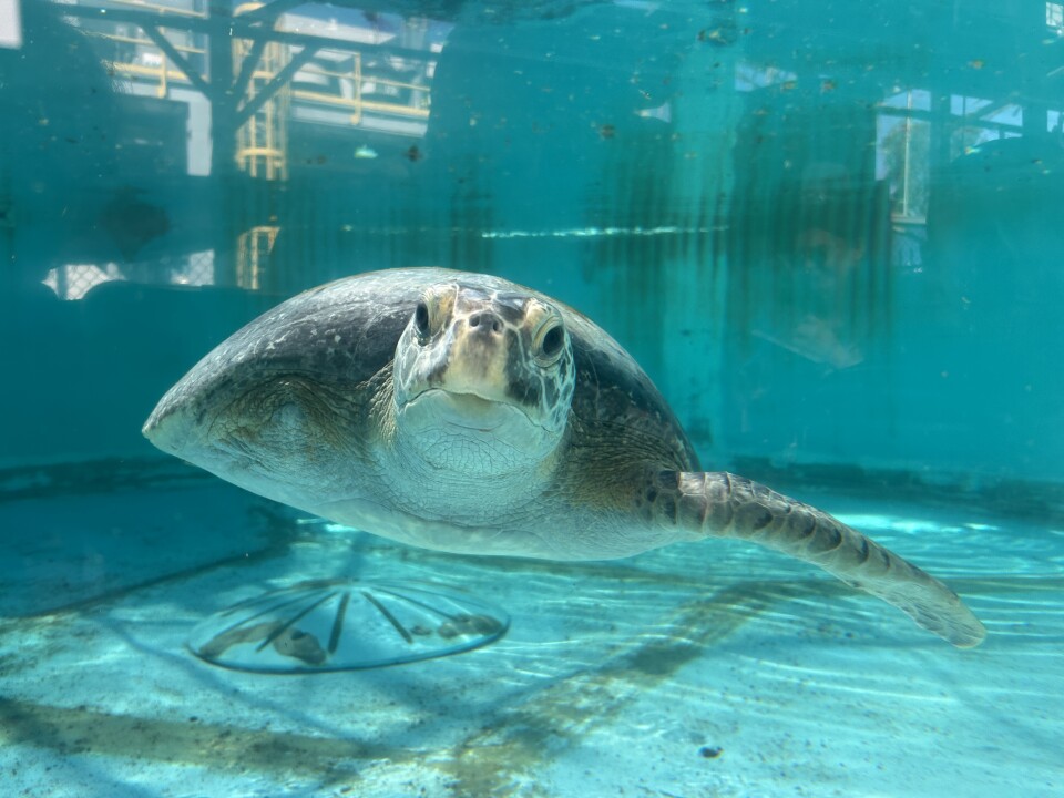 A sea turtle in a holding tank looks at the camera. She is missing her right front flipper.