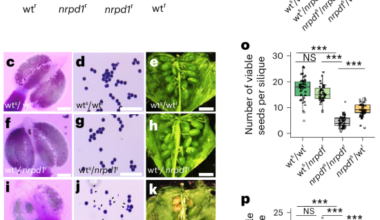 Long-distance transport of siRNAs with functional roles in pollen development