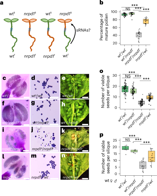 Long-distance transport of siRNAs with functional roles in pollen development