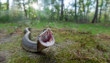 7 Snake Infested State Parks In Delaware