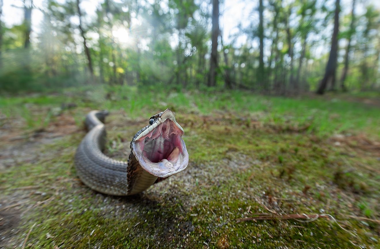 7 Snake Infested State Parks In Delaware