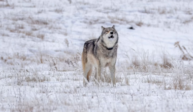 Poacher illegally kills prominent wolf from Yellowstone's most viewed pack: Officials