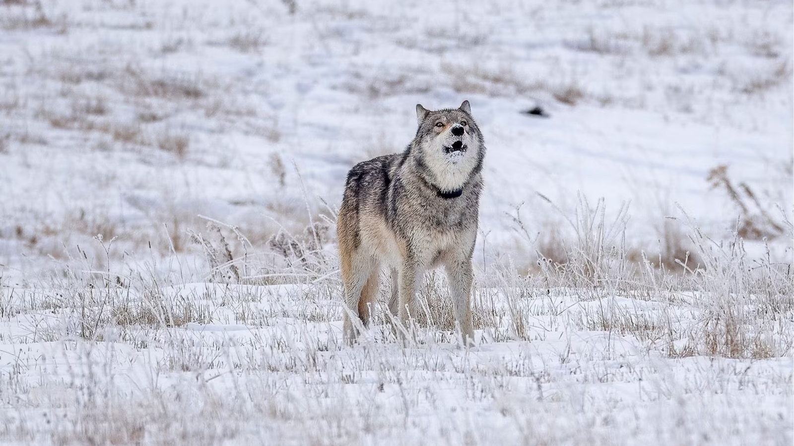 Poacher illegally kills prominent wolf from Yellowstone's most viewed pack: Officials