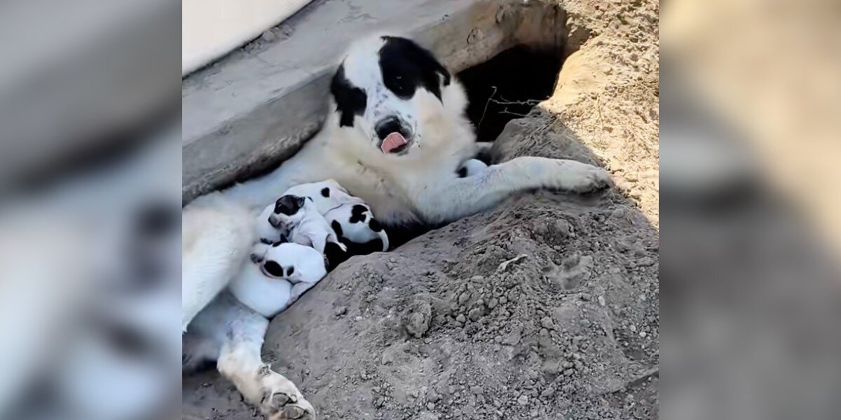 Rescuer Goes To Save Dogs Abandoned In Orchard And Ends Up With 10 Newborn Puppies