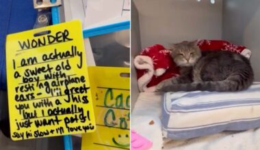 Shelter Hopes Cat's 'Resting Airplane Ears' Won't Stop Him From Finding A Home