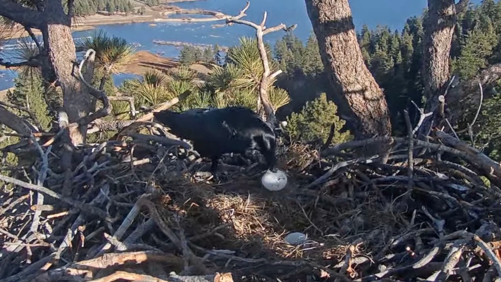 Ravens damage both Big Bear bald eagle eggs – San Bernardino Sun