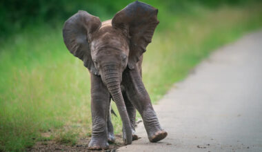 Video of Baby Elephant Learning to Use Her Trunk Delivers Maximum Cuteness