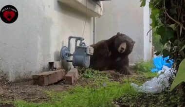 Bear removed after living underneath Altadena, Calif. home for months