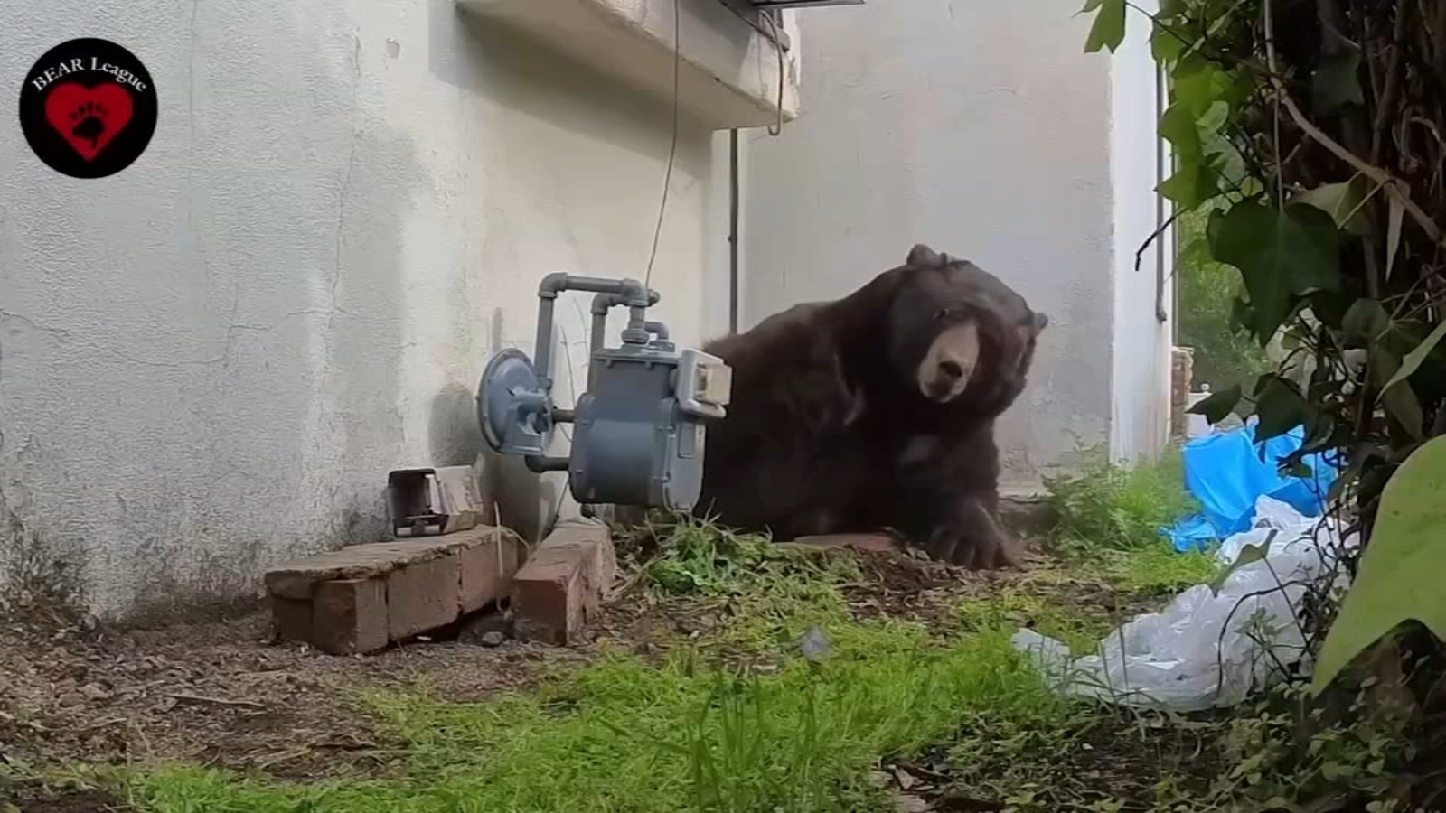 Bear removed after living underneath Altadena, Calif. home for months