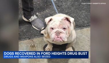 18 dogs, puppies seized in Ford Heights, Illinois drug bust at Lincoln Highway and Deer Creek Lane: Cook County Sheriff's Office
