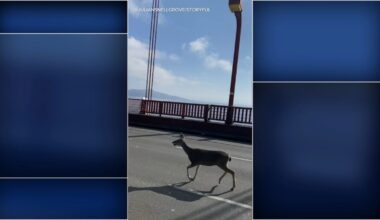 VIDEO: Confused deer briefly stops traffic on San Francisco's Golden Gate Bridge