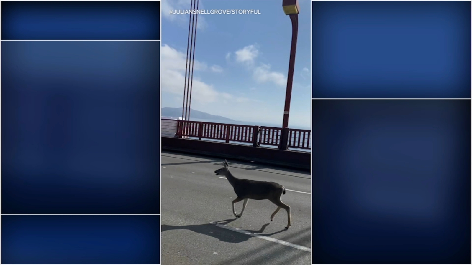VIDEO: Confused deer briefly stops traffic on San Francisco's Golden Gate Bridge