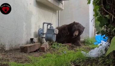 Now-infamous Altadena bear moves to 2 more homes after eviction from crawlspace
